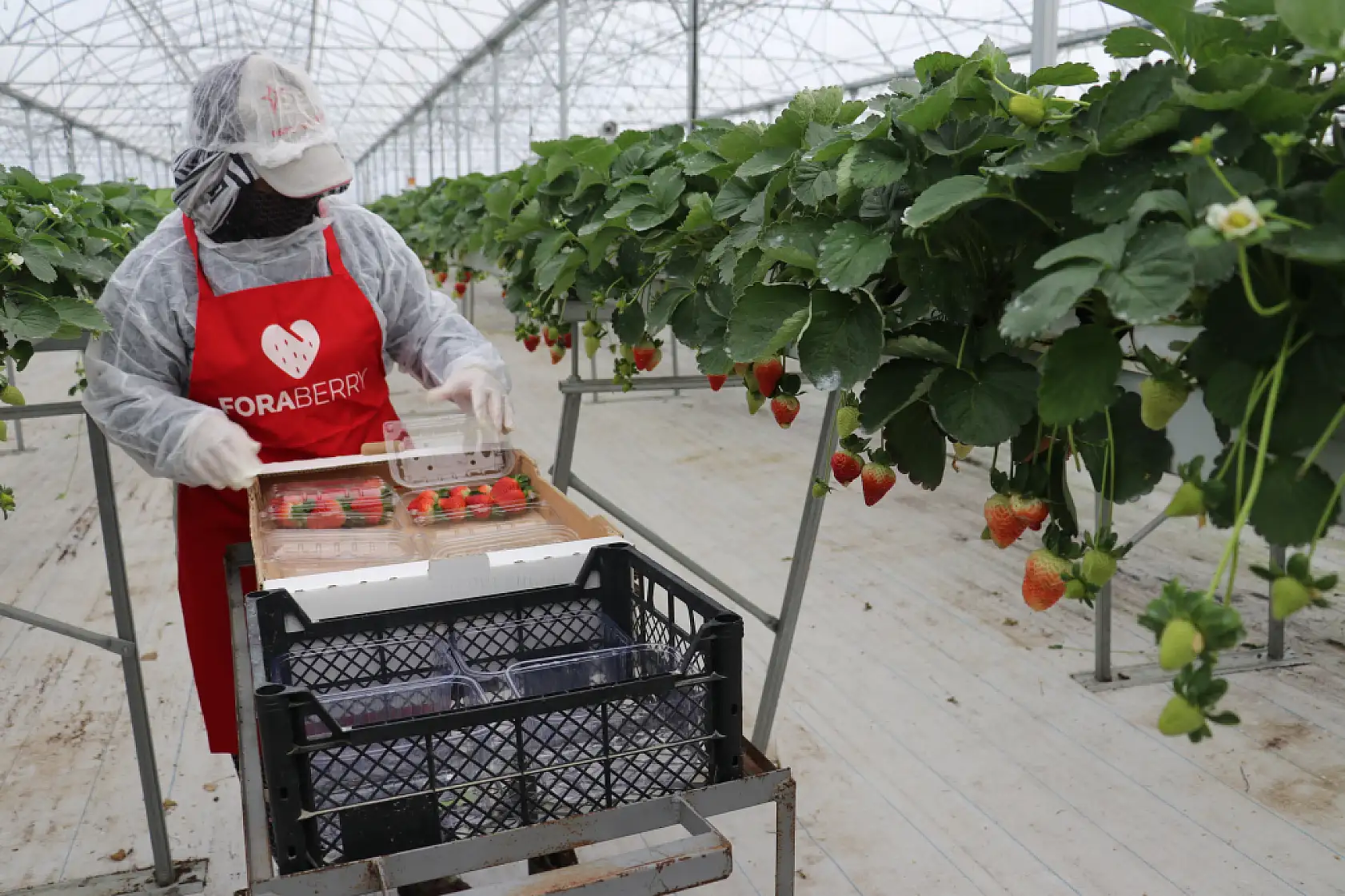 Yapay zeka tarlaya girdi: Dronlarla üretilip dünyaya satılıyor