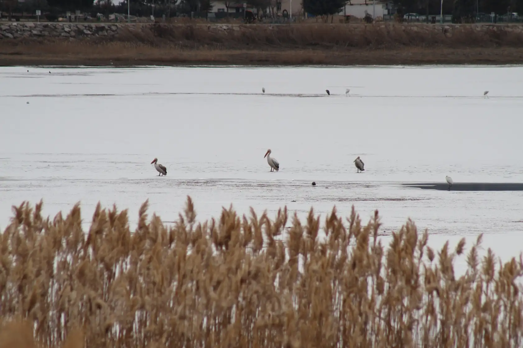 Konya'da nadir anlar: Kış ortasında göç sürprizi