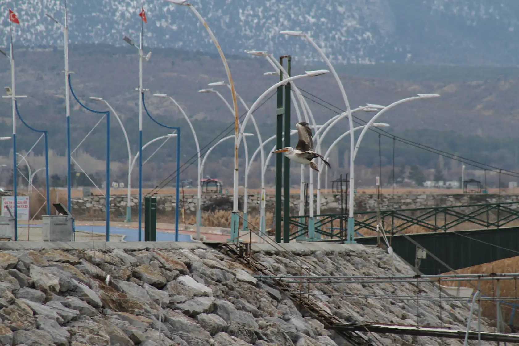 Konya'da nadir anlar: Kış ortasında göç sürprizi