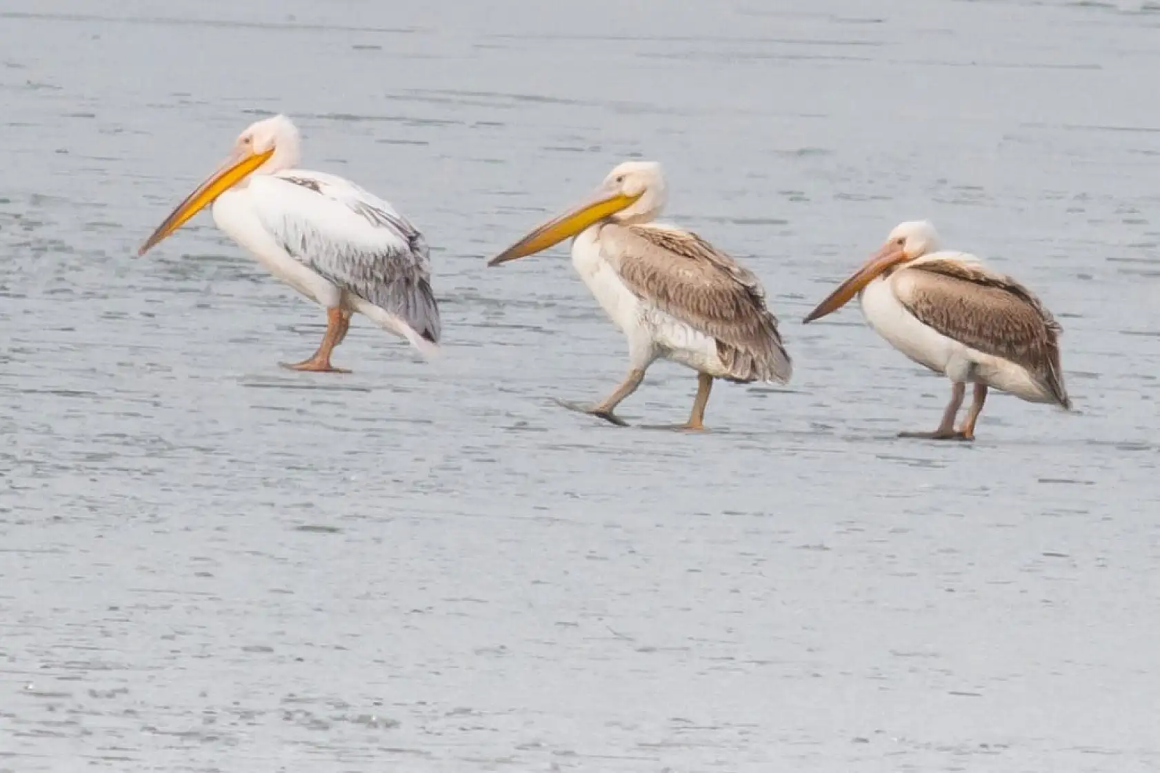 Konya'da nadir anlar: Kış ortasında göç sürprizi