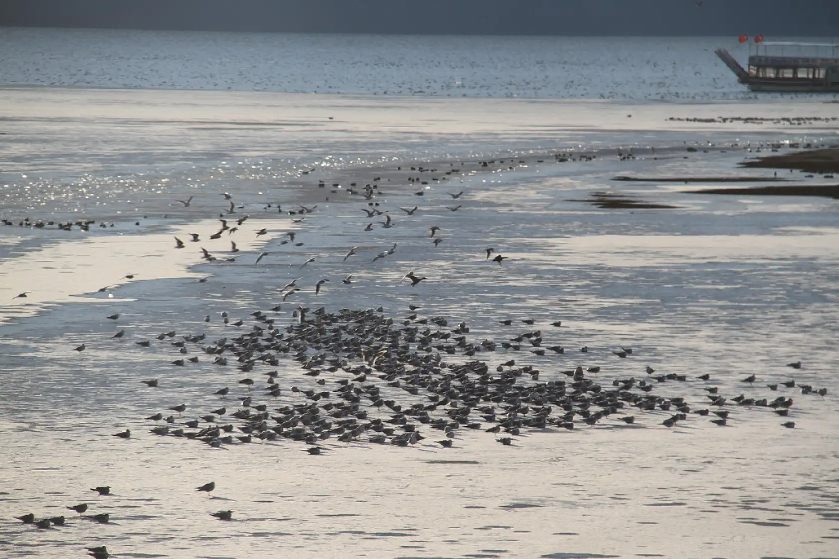 Ayaz vurdu, göl dondu: Beyşehir'de balıkçıda kuşta zorda