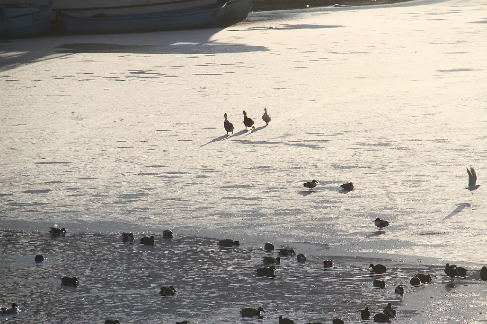 Ayaz vurdu, göl dondu: Beyşehir'de balıkçıda kuşta zorda
