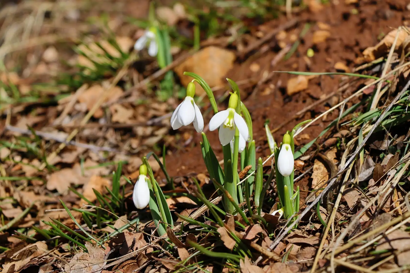 Konya'nın yüksek kesimlerinde şaşırtan manzara!
