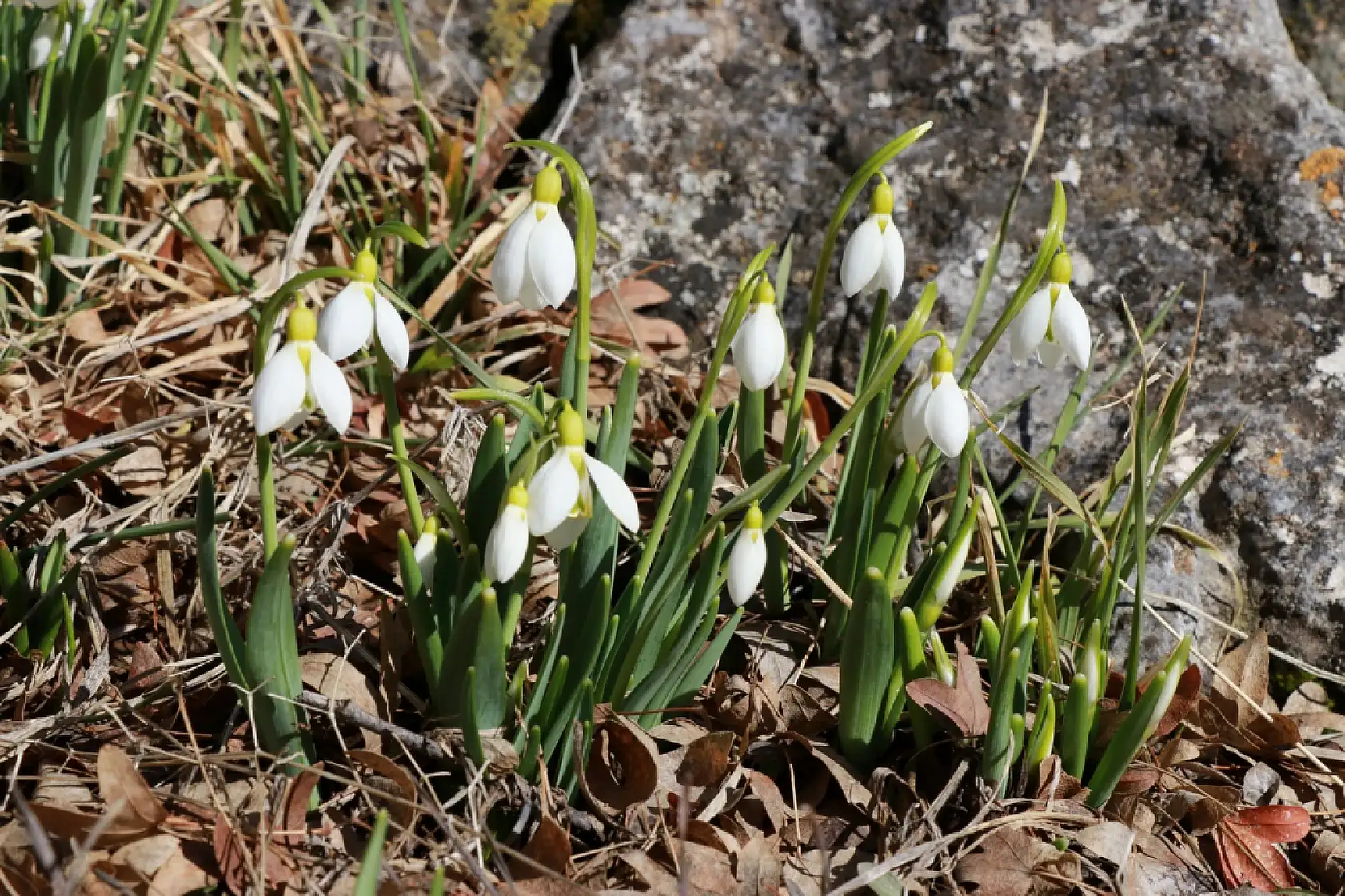 Konya'nın yüksek kesimlerinde şaşırtan manzara!