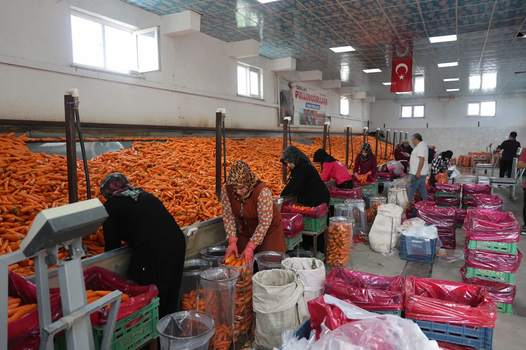 Türkiye'de yüzde 67'si Konya'da yetişiyor: Vücutta retinole dönüşen özelliğiyle dikkat çekiyor