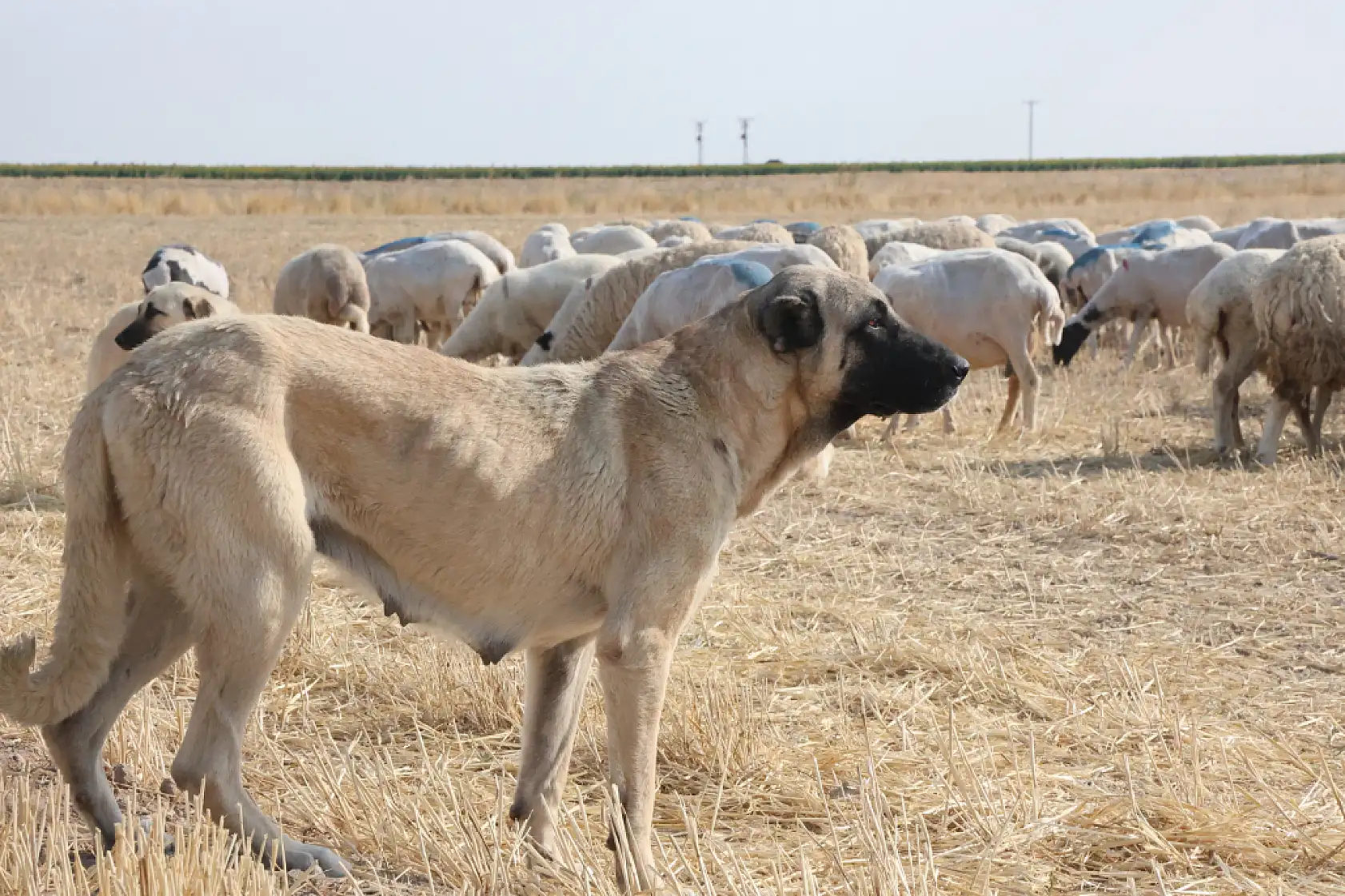 Gün doğumuyla birlikte Konya'da binlerce yıllık gelenek yeniden başlıyor