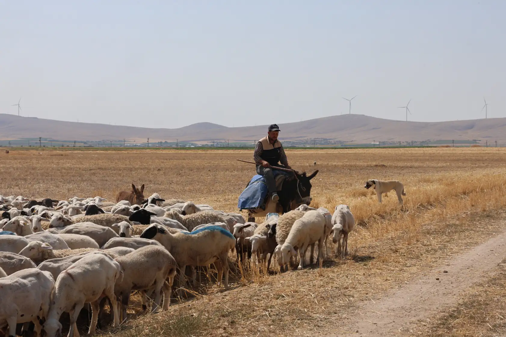 Gün doğumuyla birlikte Konya'da binlerce yıllık gelenek yeniden başlıyor
