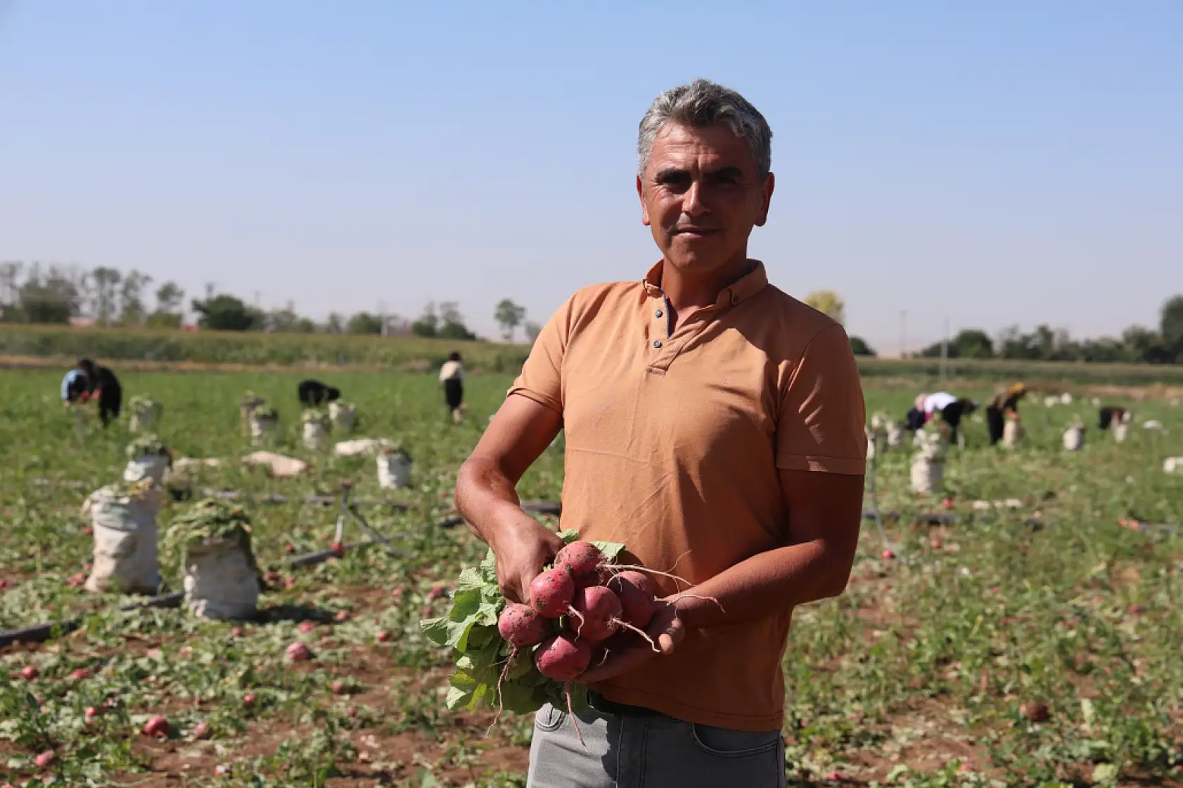 Konya'da o ürün düşük su tüketimiyle çiftçinin yeni göz bebeği oldu
