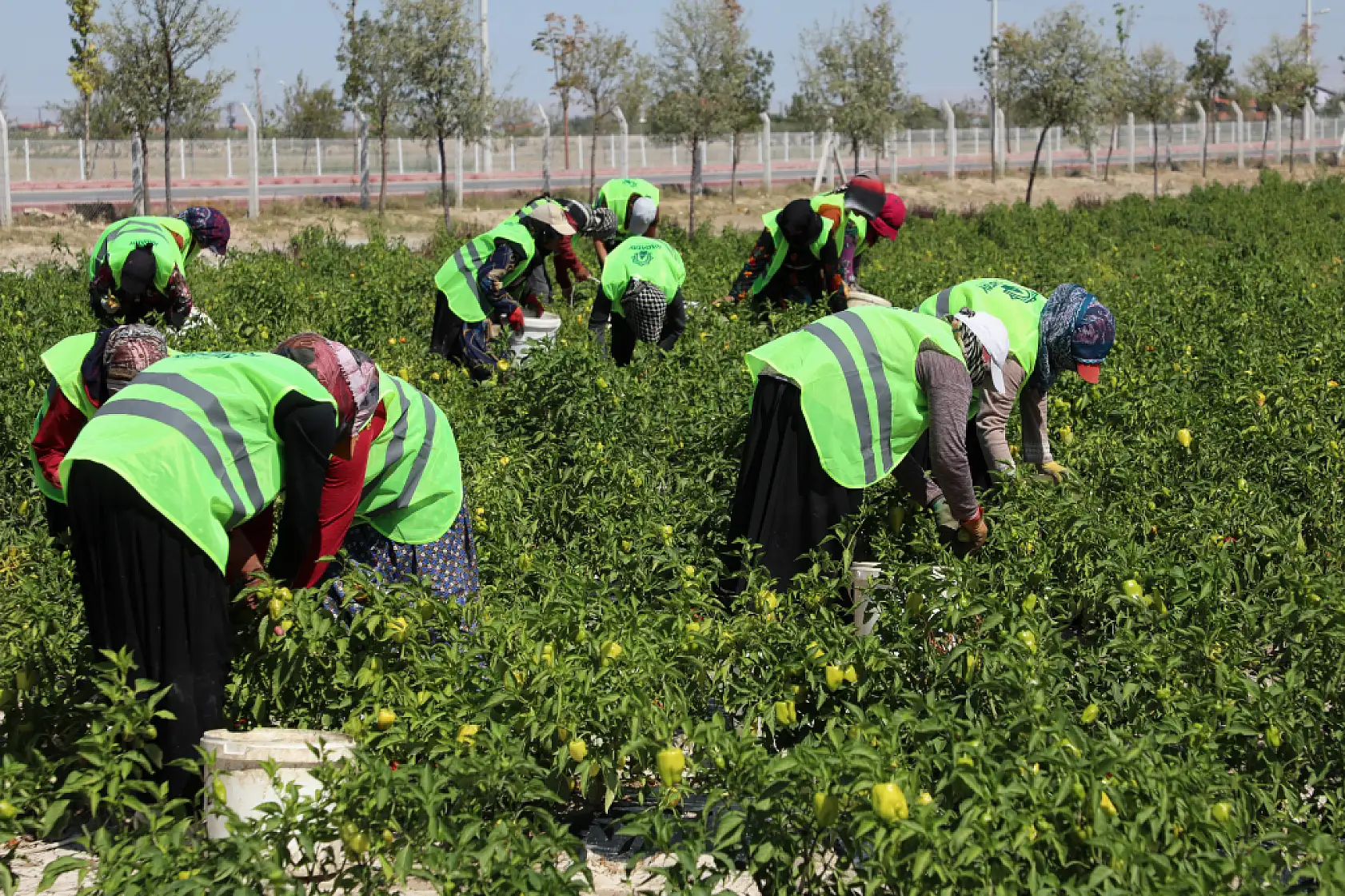 Binlerce Yıllık Ata Tohumları Karatay'da Hayat Buluyor