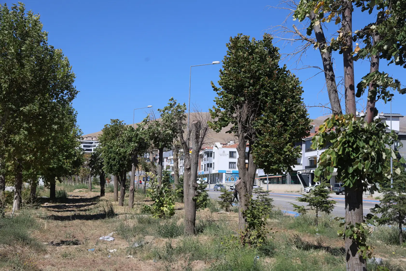 Konya'da dev proje için tek bir ağaca bile kıymadılar