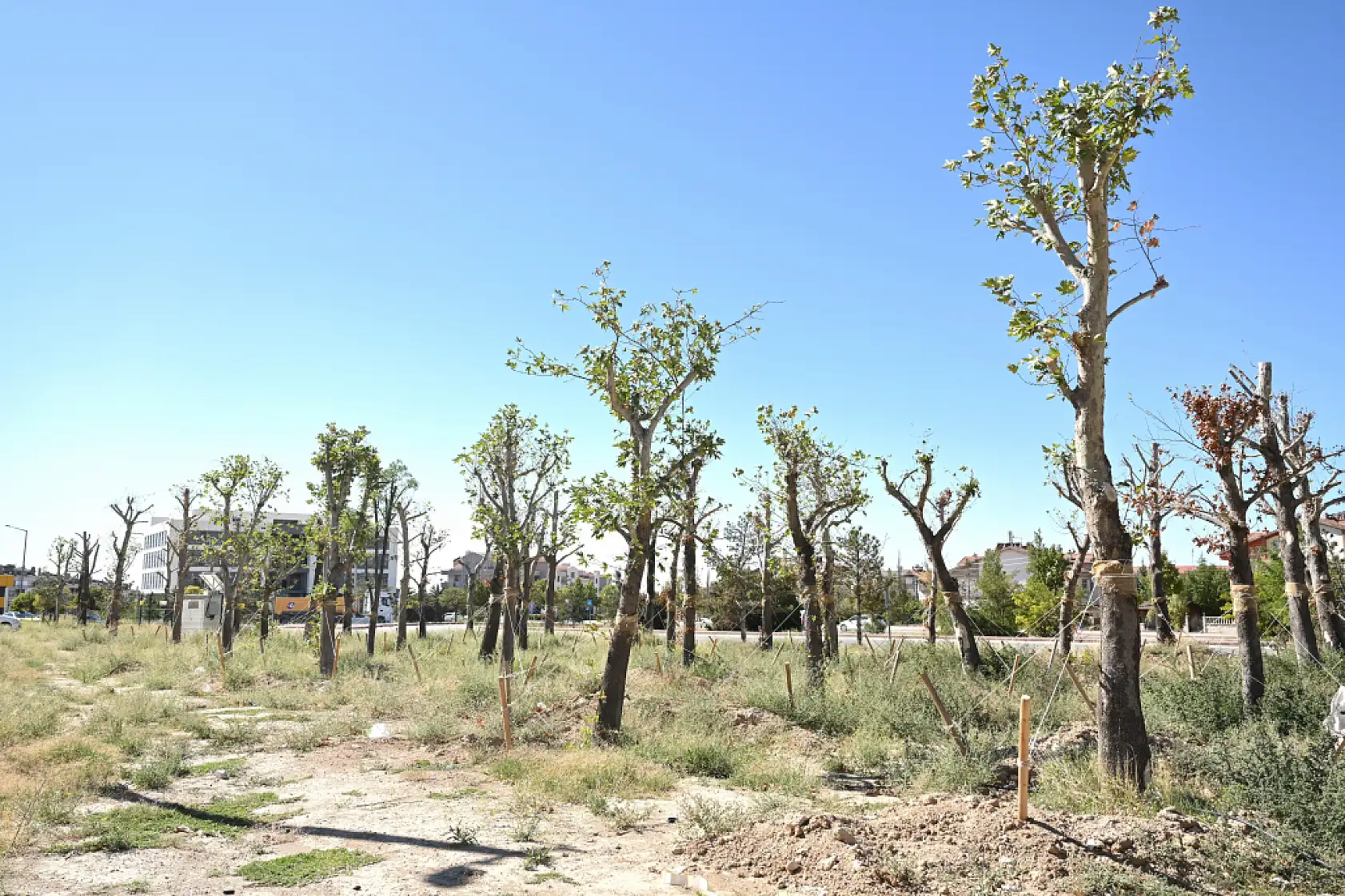 Konya'da dev proje için tek bir ağaca bile kıymadılar