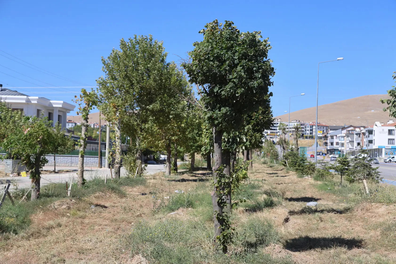 Konya'da dev proje için tek bir ağaca bile kıymadılar