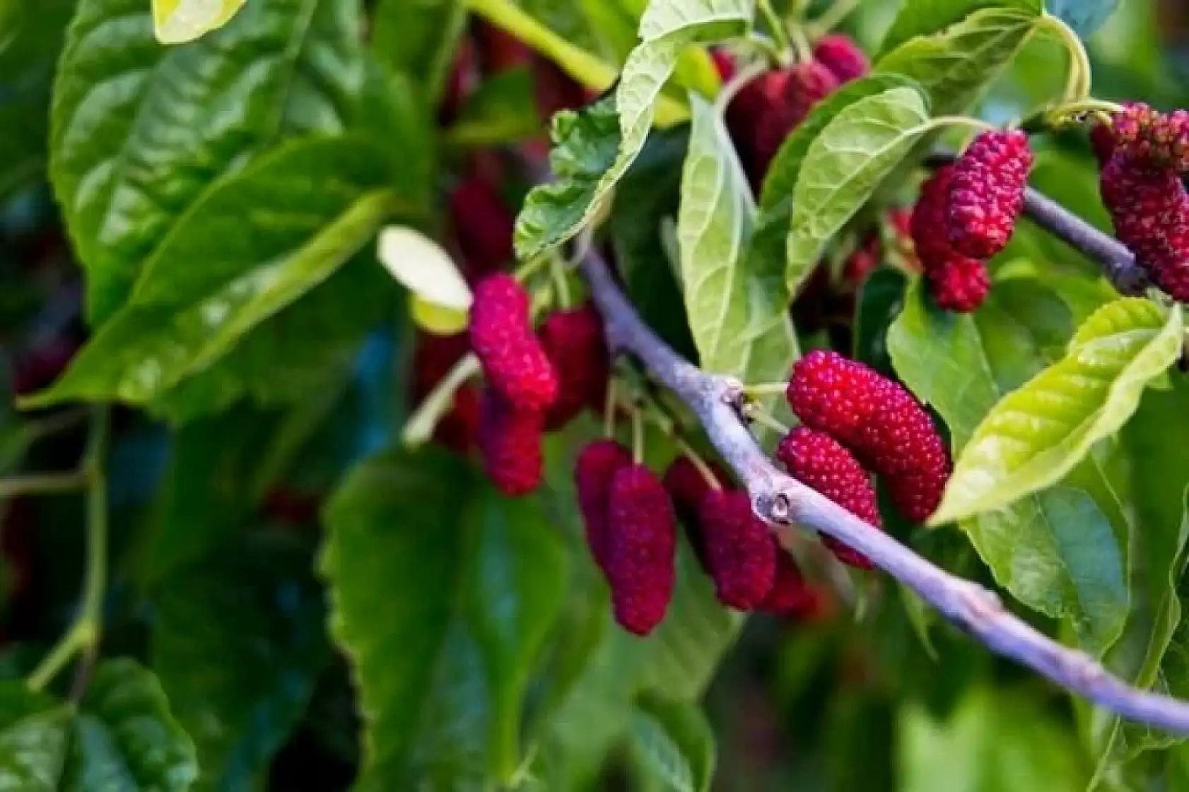 Obeziteye karşı doğal destek: Dut yaprağı