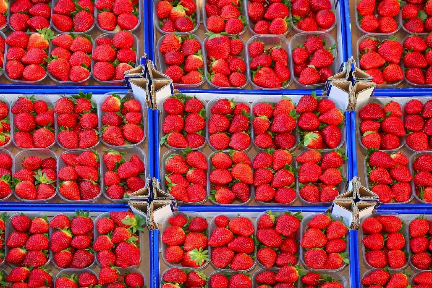 Konya Halinin Şampiyonları: Çilek ve Bamya Zirvede