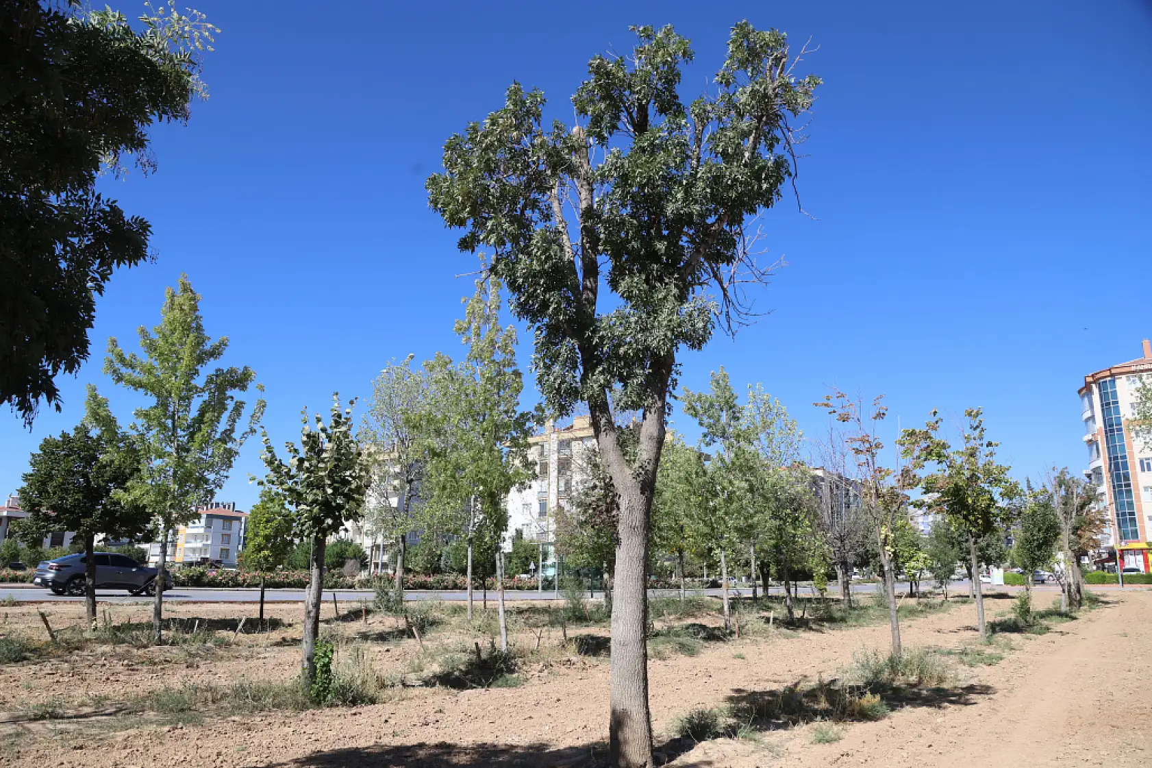 Konya'da dev proje için tek bir ağaca bile kıymadılar
