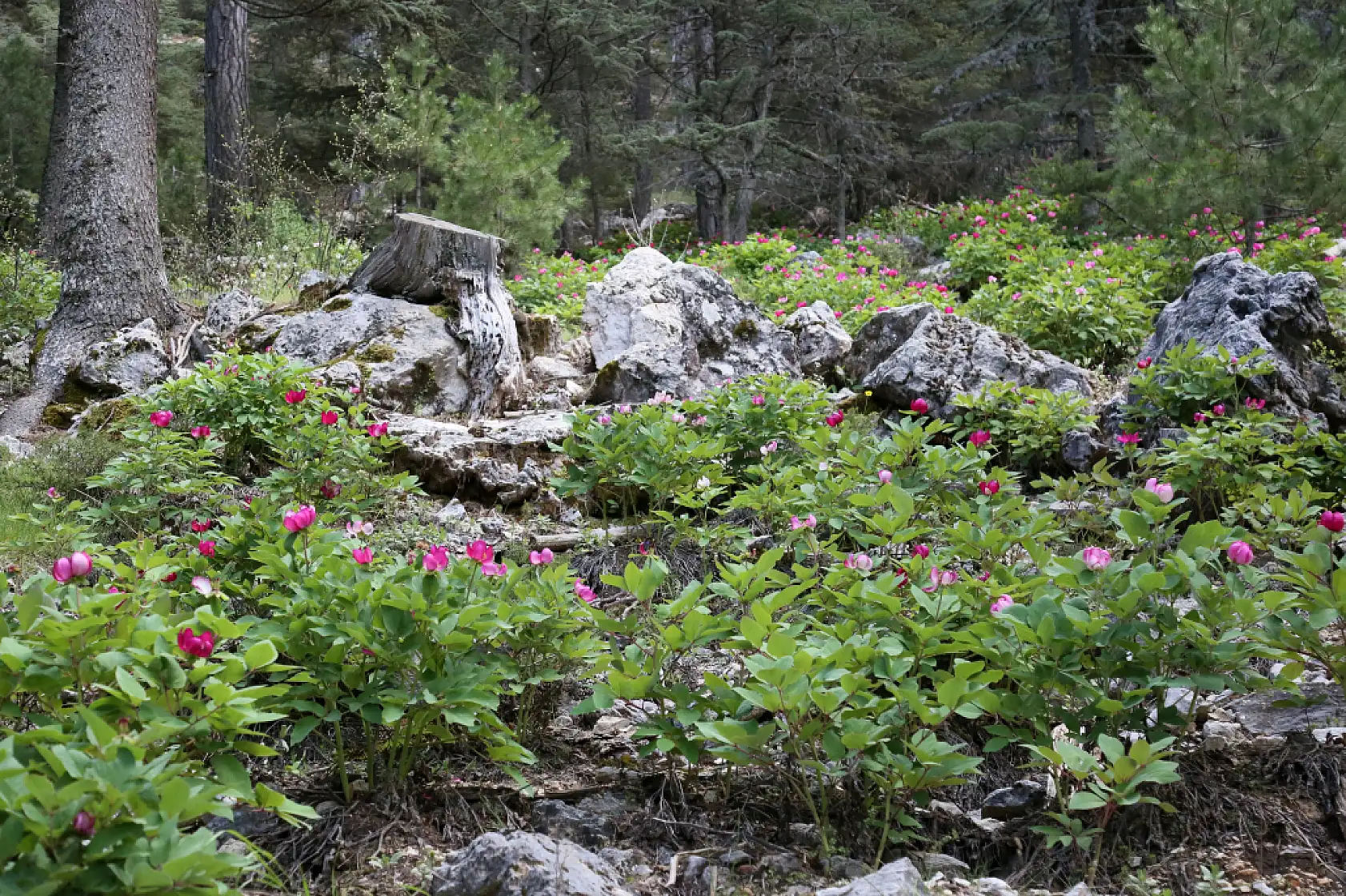 Görenleri mest eden, koparanları kahreden o çiçek açtı