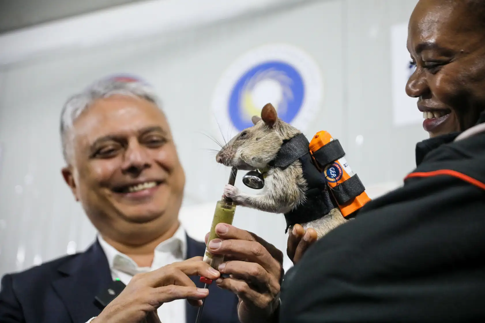 Dünyada ilk! Sırt çantalı fareler enkaz altında nefes arayacak