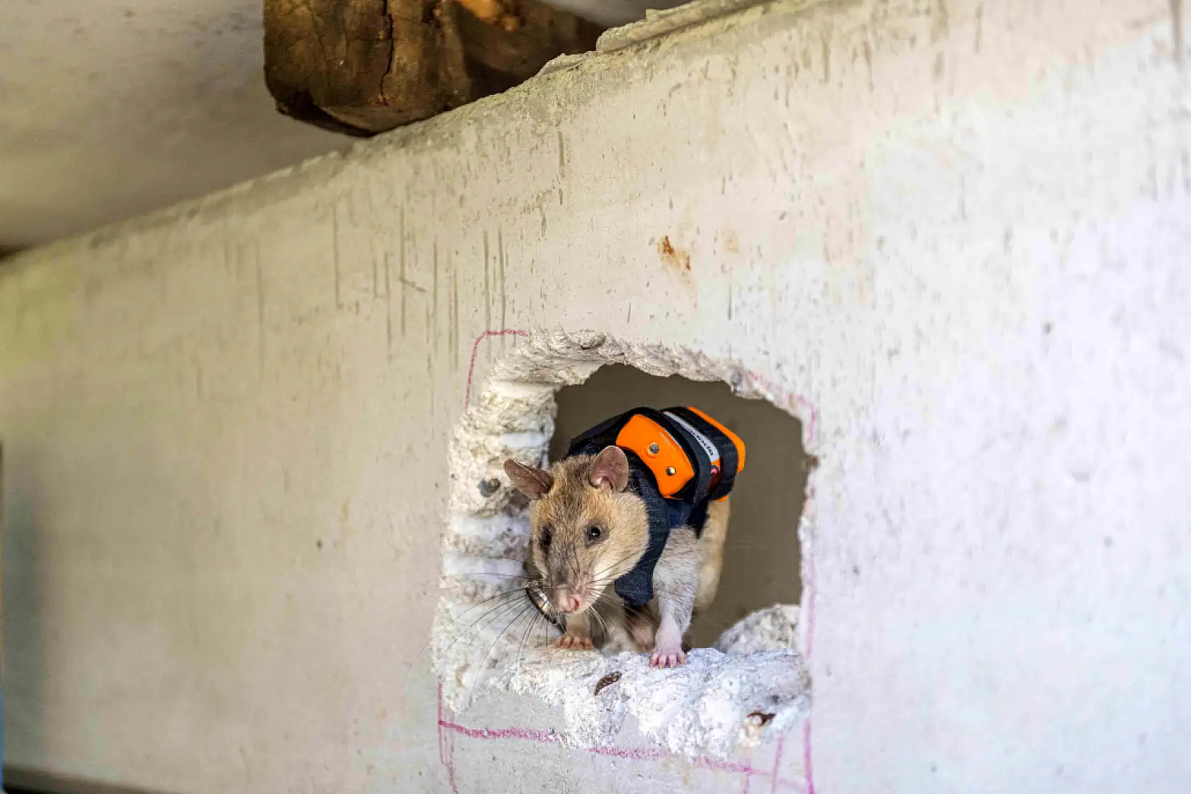 Dünyada ilk! Sırt çantalı fareler enkaz altında nefes arayacak