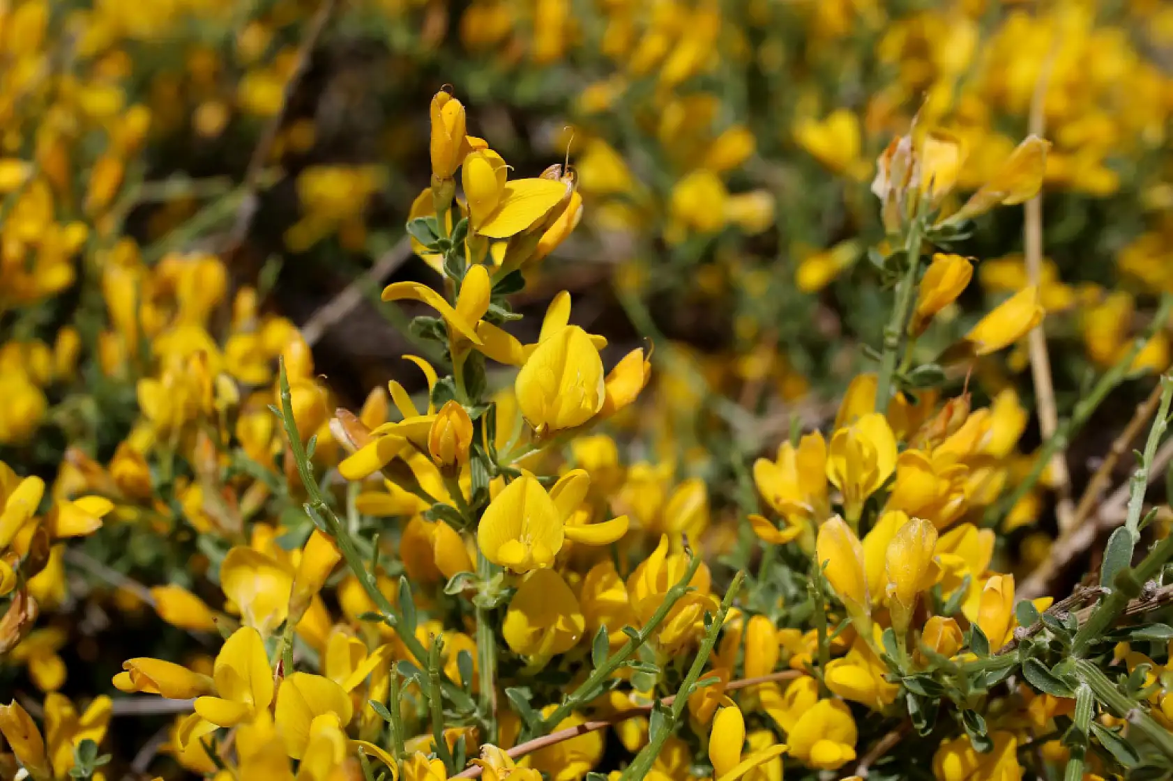 Selçuk Üniversitesi emekli öğretim üyesinden bilim dünyasını heyecanlandıran keşif