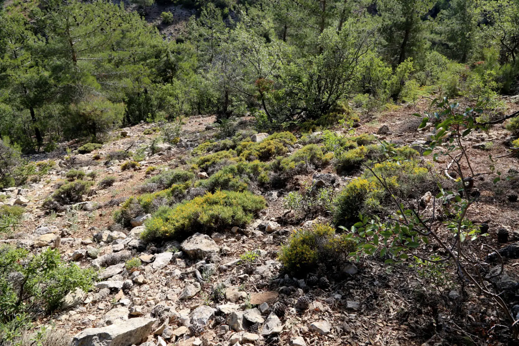 Selçuk Üniversitesi emekli öğretim üyesinden bilim dünyasını heyecanlandıran keşif