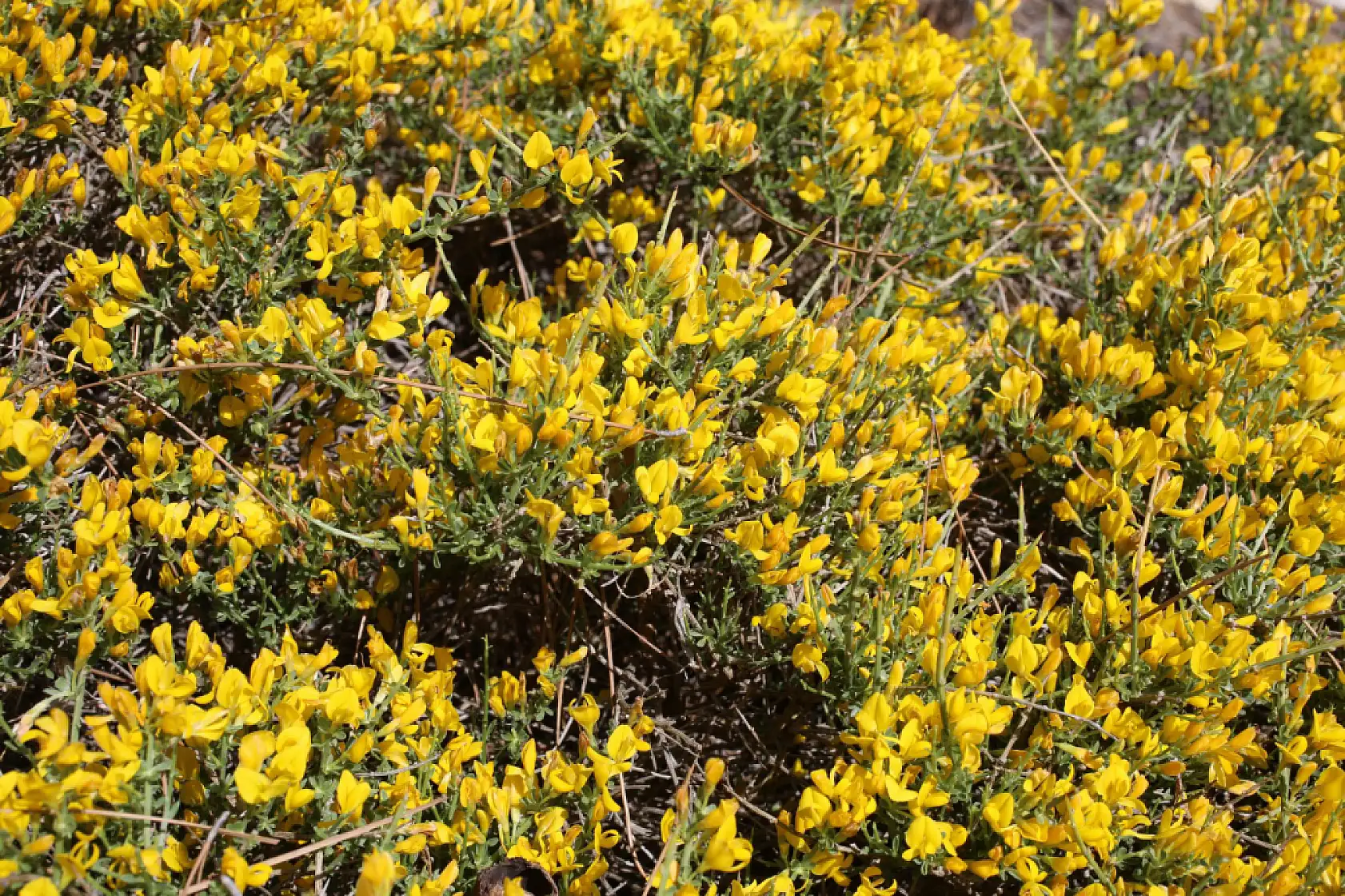 Selçuk Üniversitesi emekli öğretim üyesinden bilim dünyasını heyecanlandıran keşif