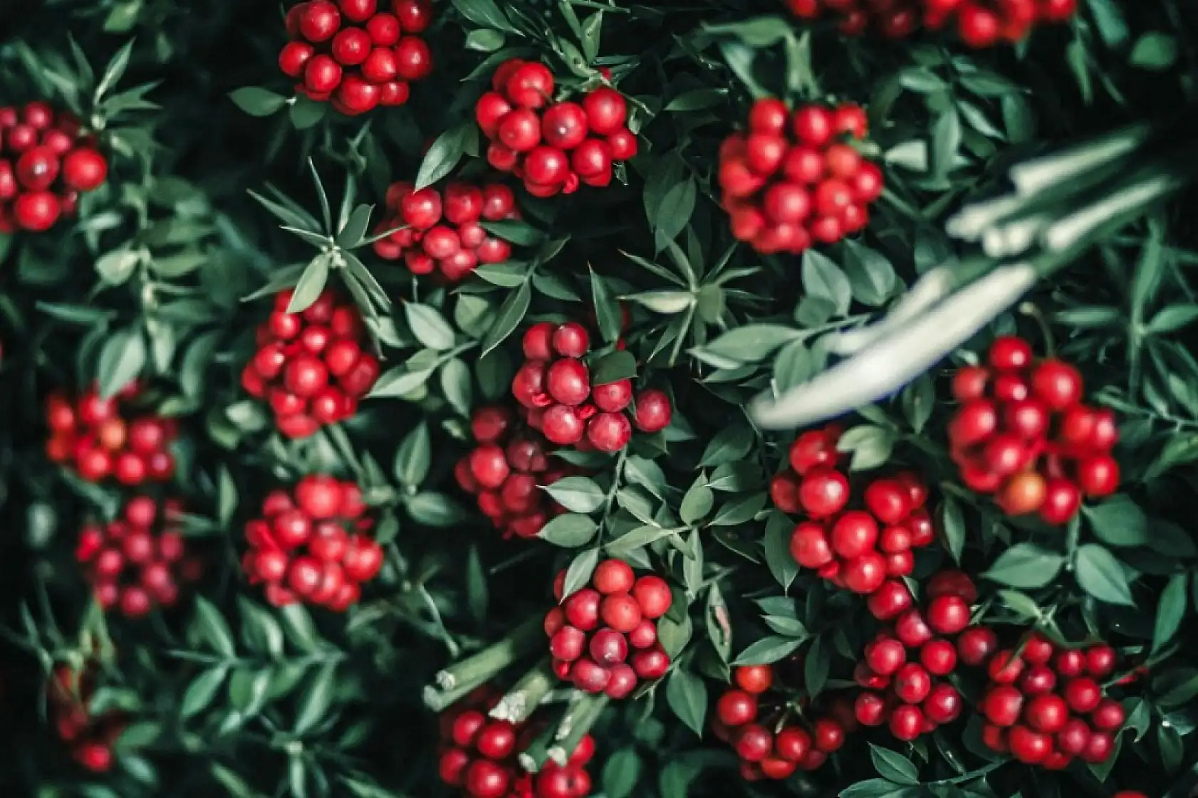 Konya'da kokina yoğunluğu: Fiyatlar 700 liradan başlıyor