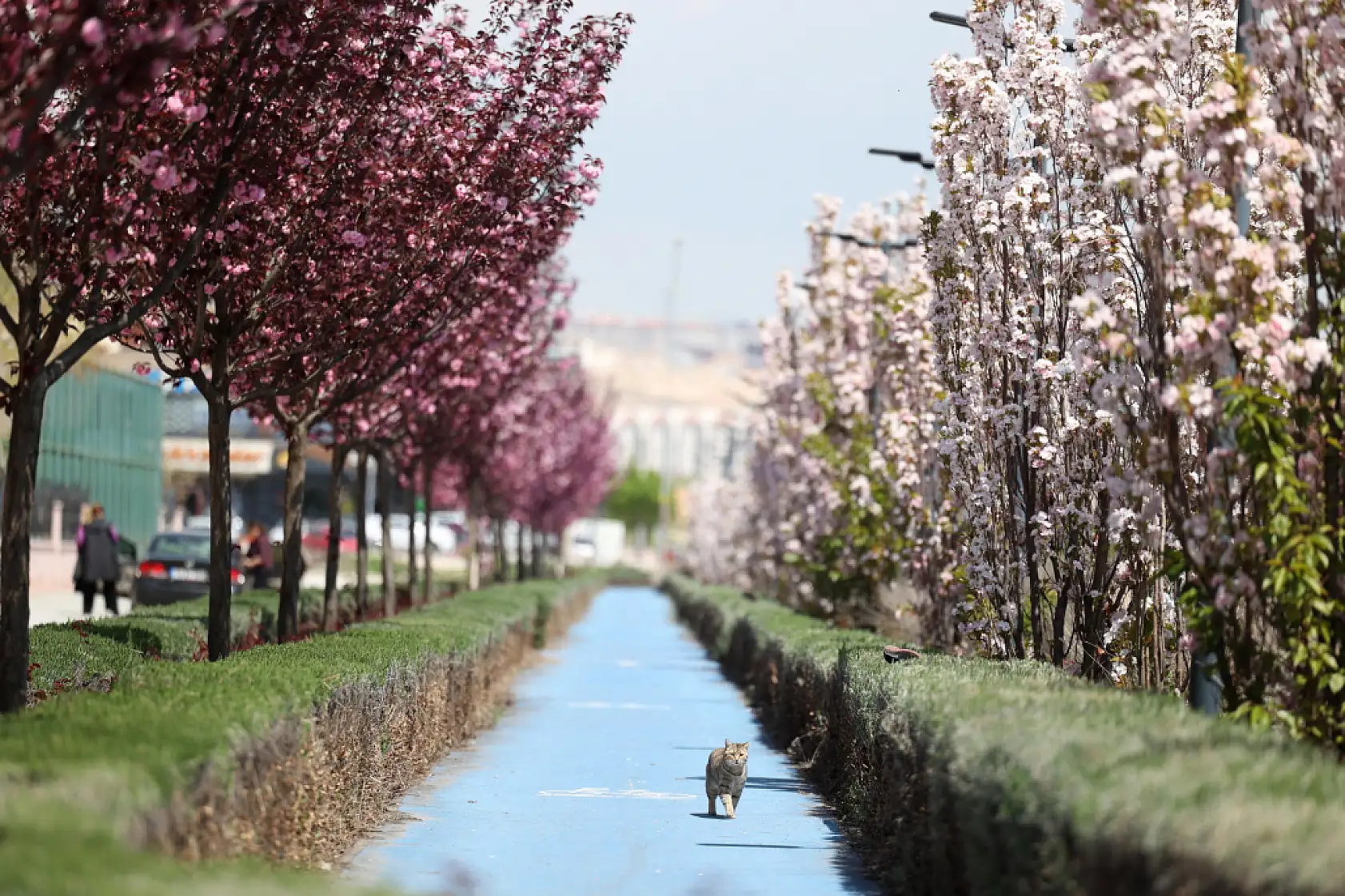 Konya mı, Kyoto mu? Kimse buranın İç Anadolu olduğuna inanmıyor!