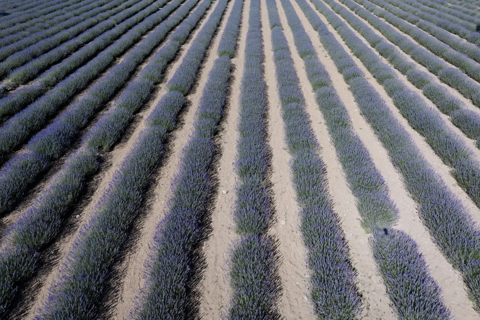 Karatay Lavanta Bahçesi ilgi odağı olmaya devam ediyor