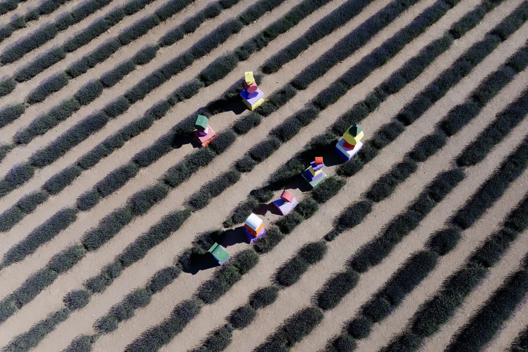 Karatay Lavanta Bahçesi ilgi odağı olmaya devam ediyor