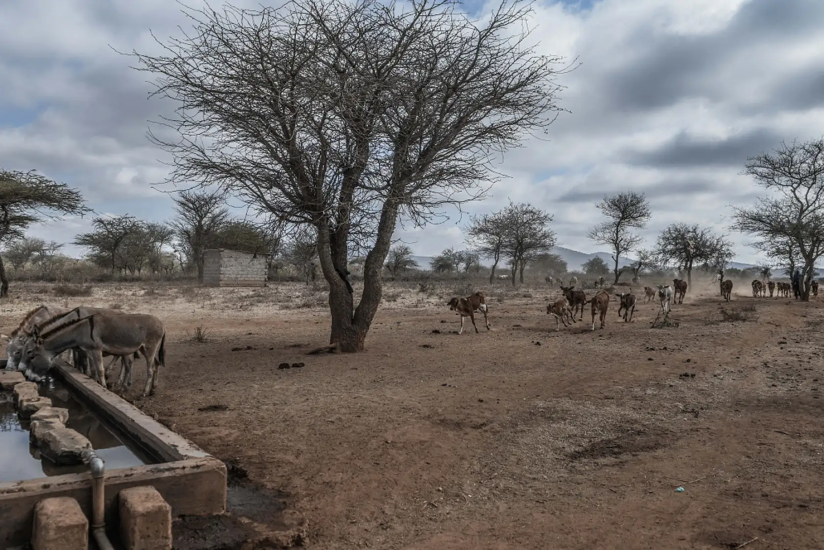 İklim değişikliği hayvancılıkla uğraşan halkı olumsuz etkiliyor