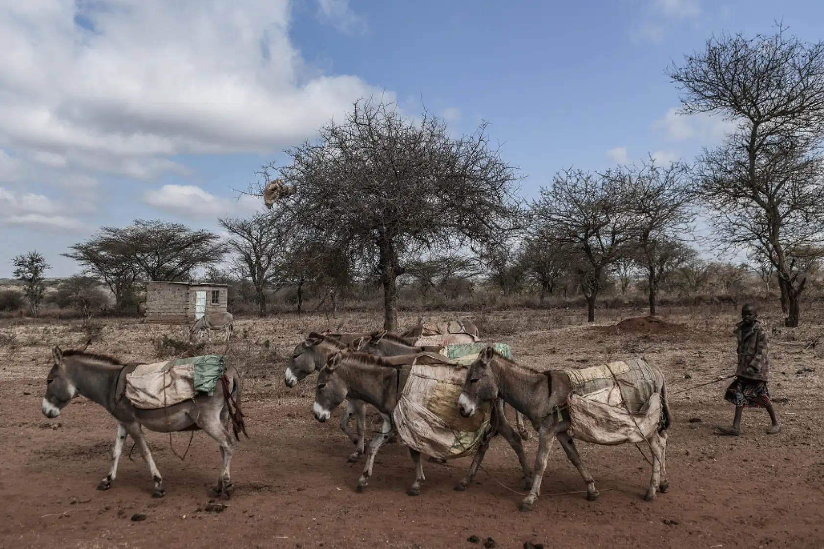 İklim değişikliği hayvancılıkla uğraşan halkı olumsuz etkiliyor