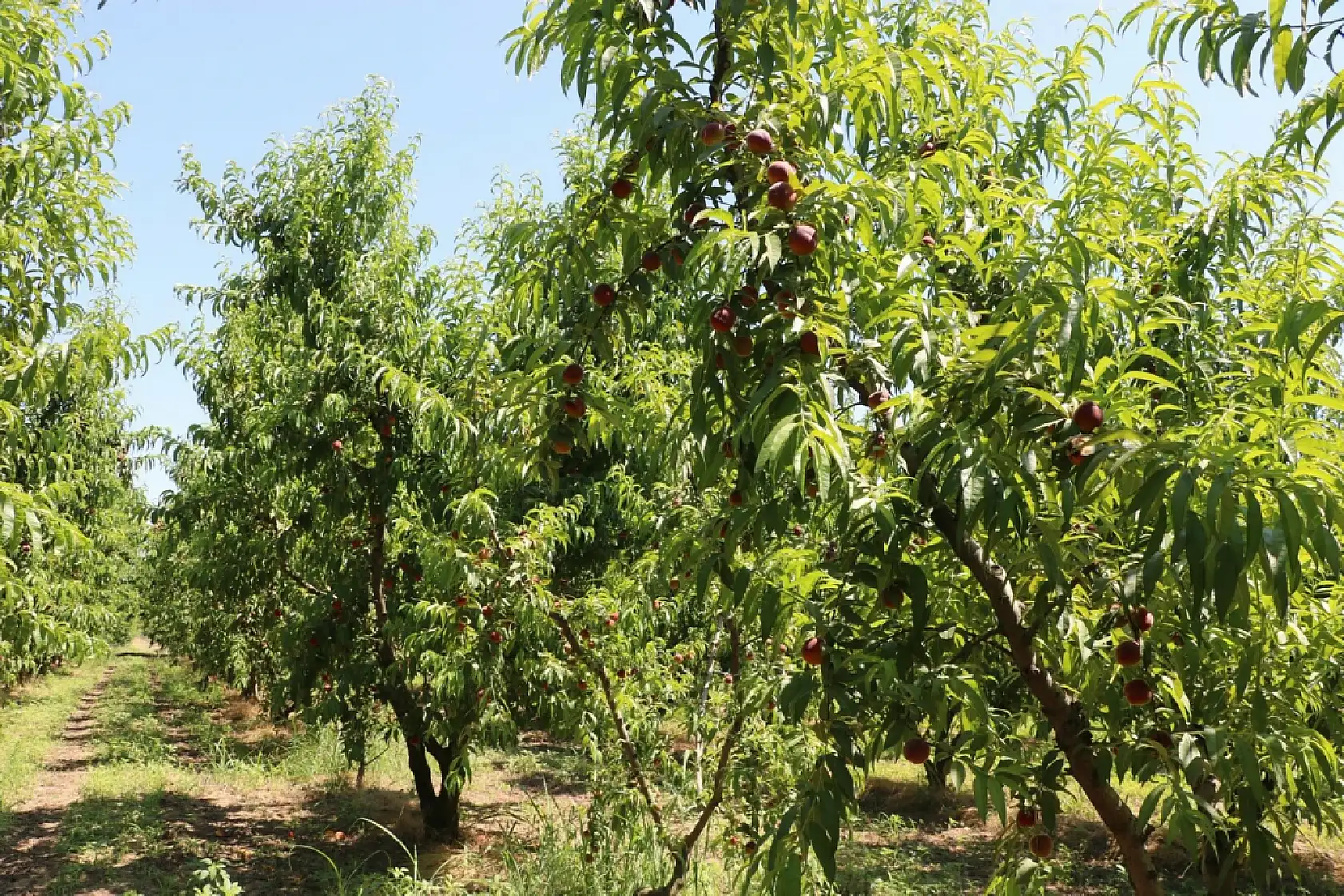 Konya'ya sevkiyat başladı! Üreticiler bu sezon için iddialı konuştu