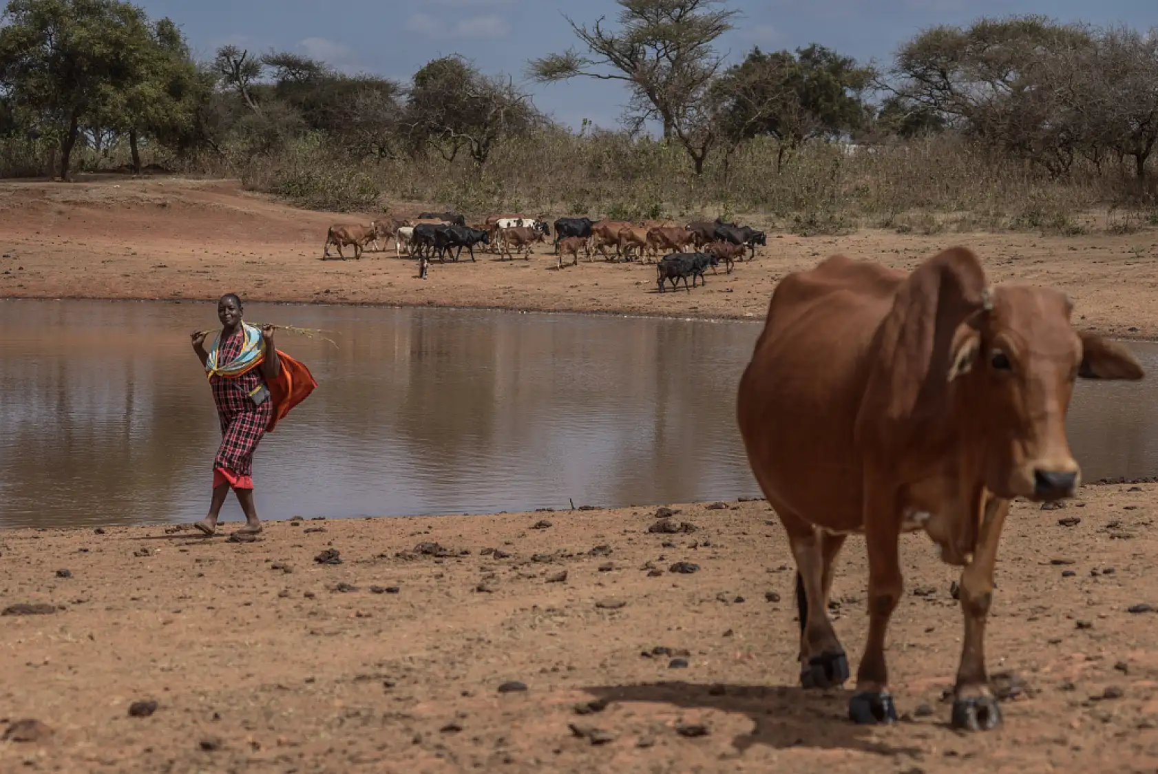 İklim değişikliği hayvancılıkla uğraşan halkı olumsuz etkiliyor
