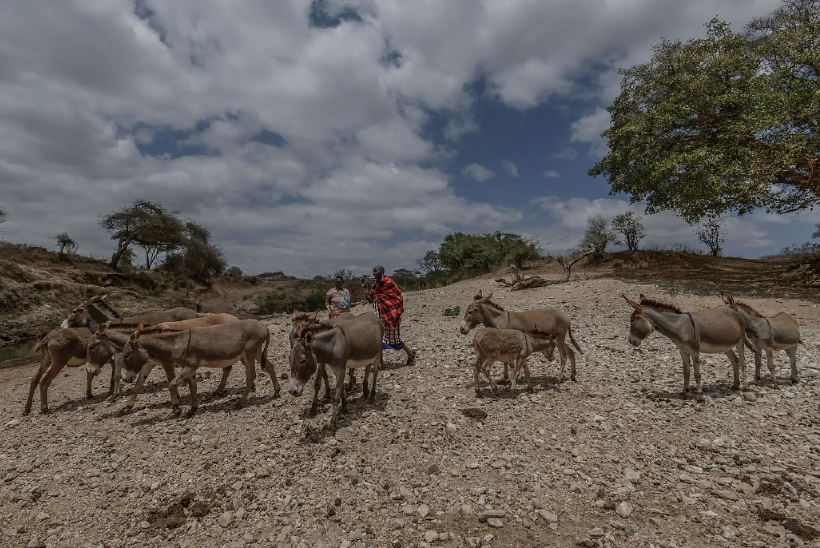 İklim değişikliği hayvancılıkla uğraşan halkı olumsuz etkiliyor