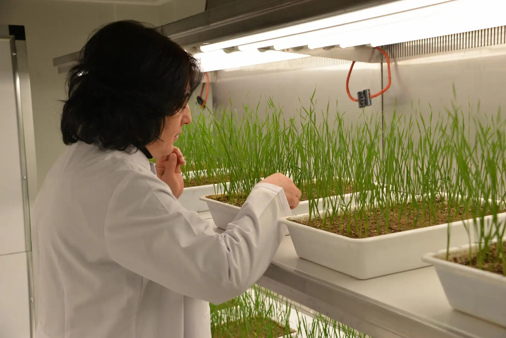 Eksi 21 derecede tarımsal devrim: Soğuğa meydan okuyan tohumlar