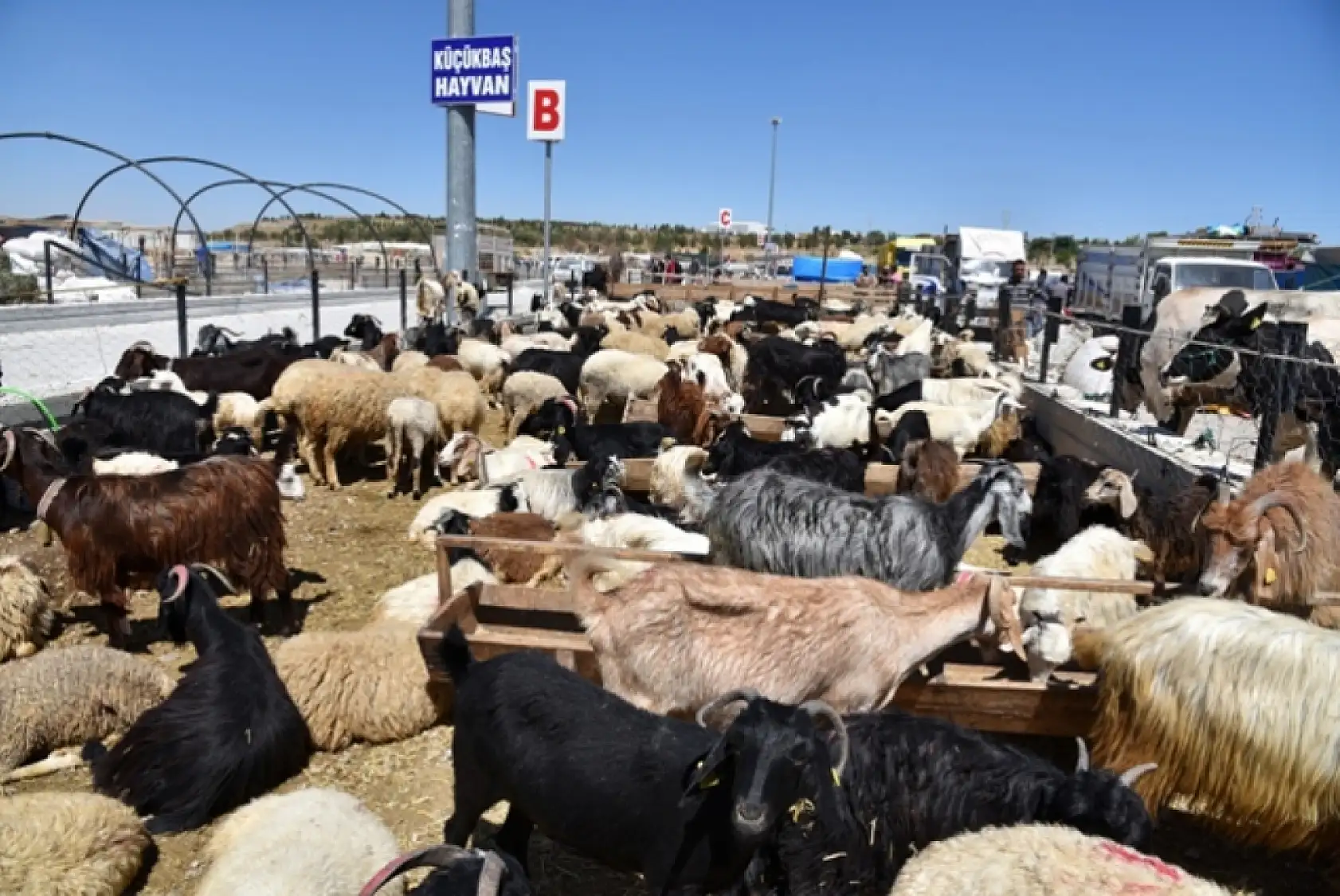 Konya'da kurbanlık bi̇lmecesi̇: Fi̇yatlar tartışma yarattı