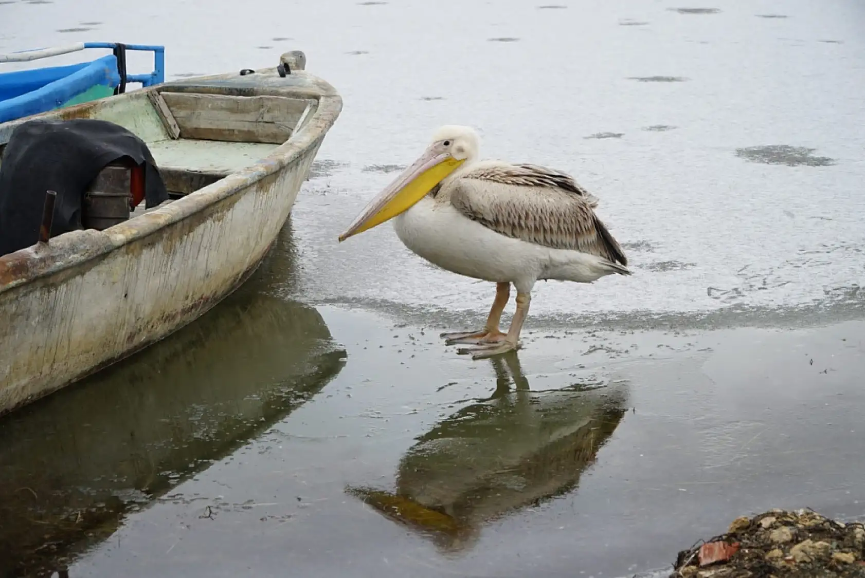 Konya'da nadir anlar: Kış ortasında göç sürprizi