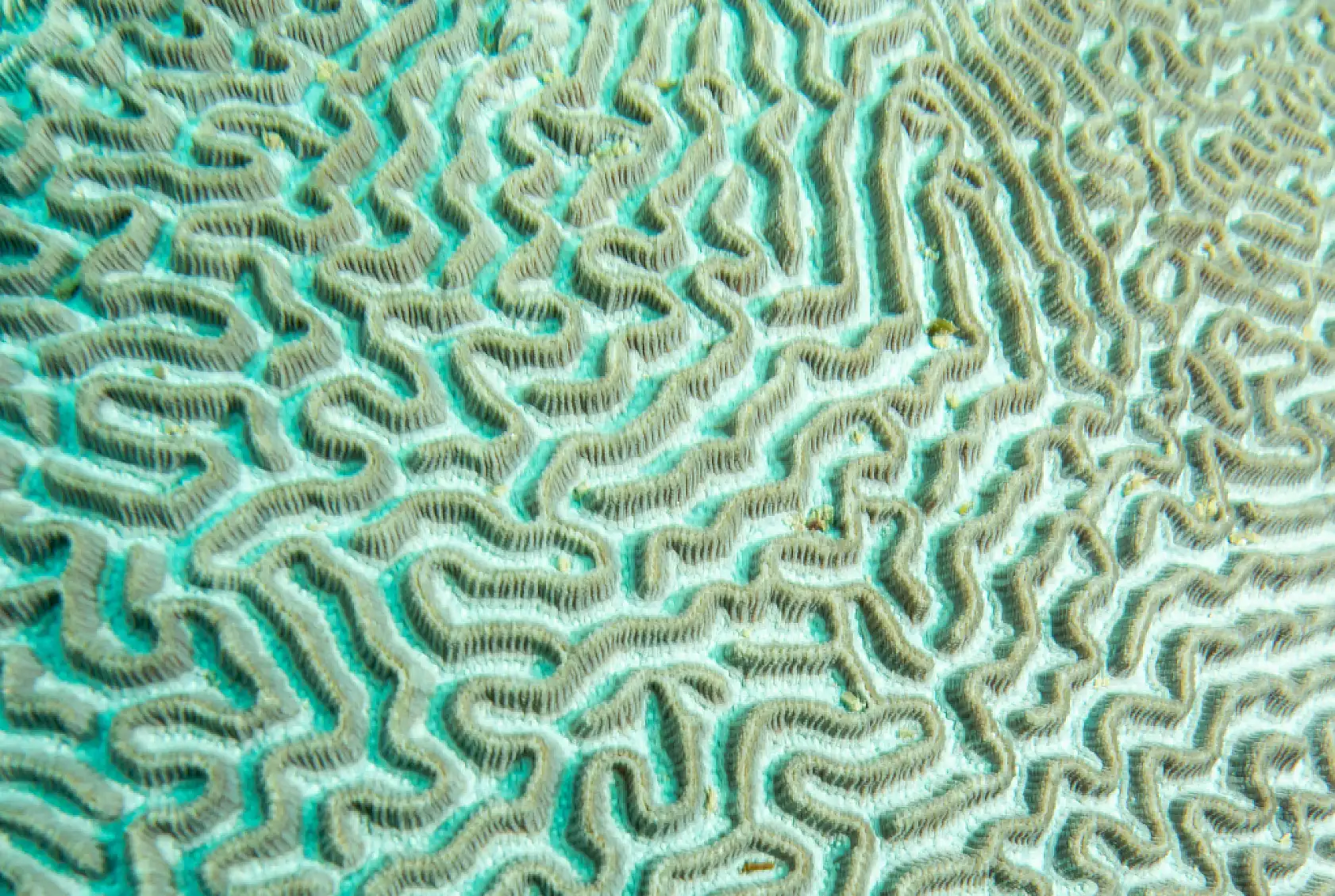 Mercan bahçeleri görsel şölen sunuyor