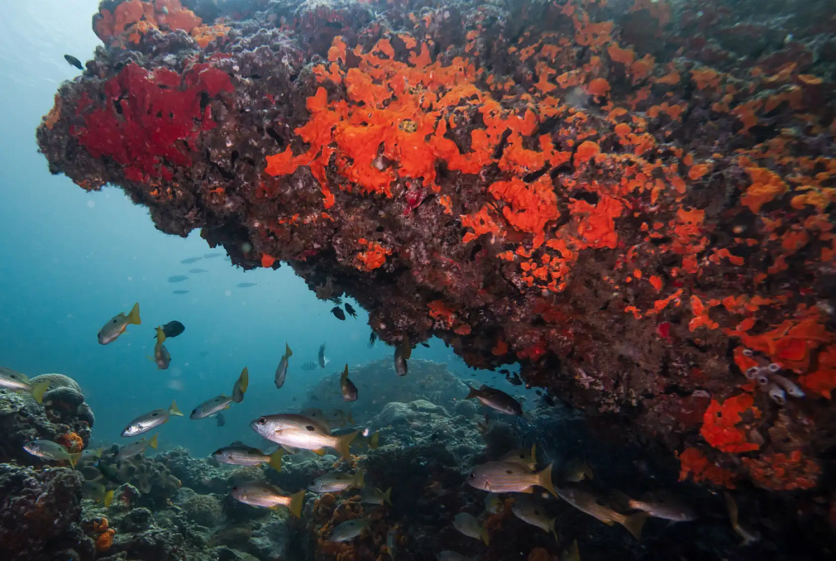 Mercan bahçeleri görsel şölen sunuyor