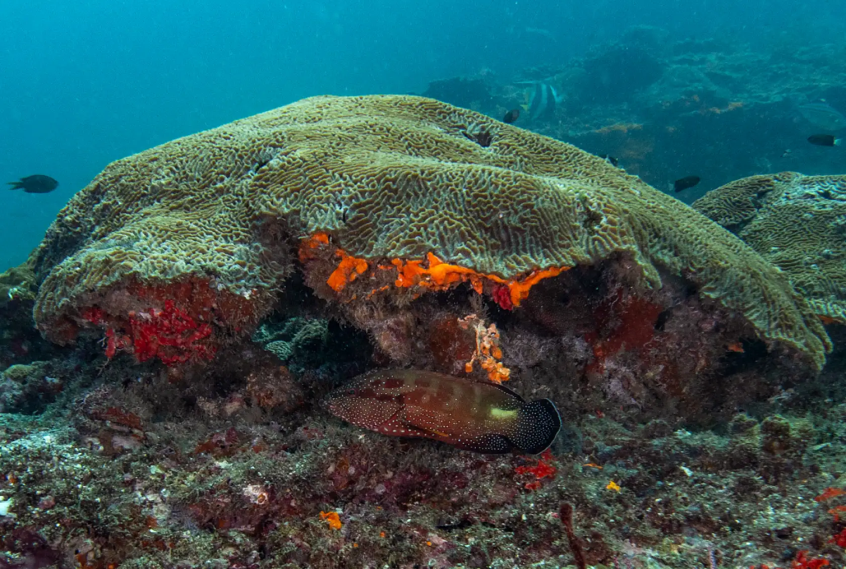 Mercan bahçeleri görsel şölen sunuyor