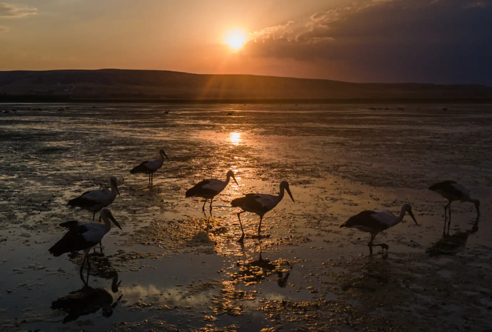 Avrupa ve Afrika'ya göç ederken, Konya'da konaklıyorlar!
