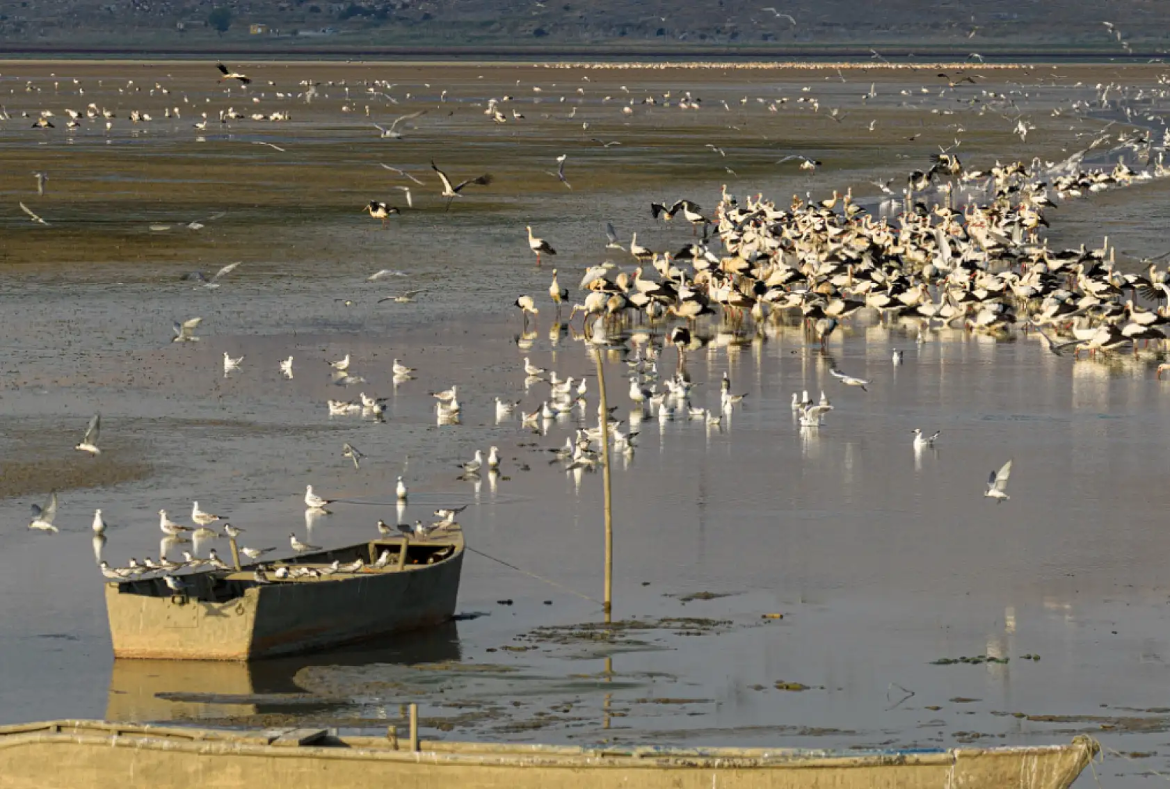 Avrupa ve Afrika'ya göç ederken, Konya'da konaklıyorlar!