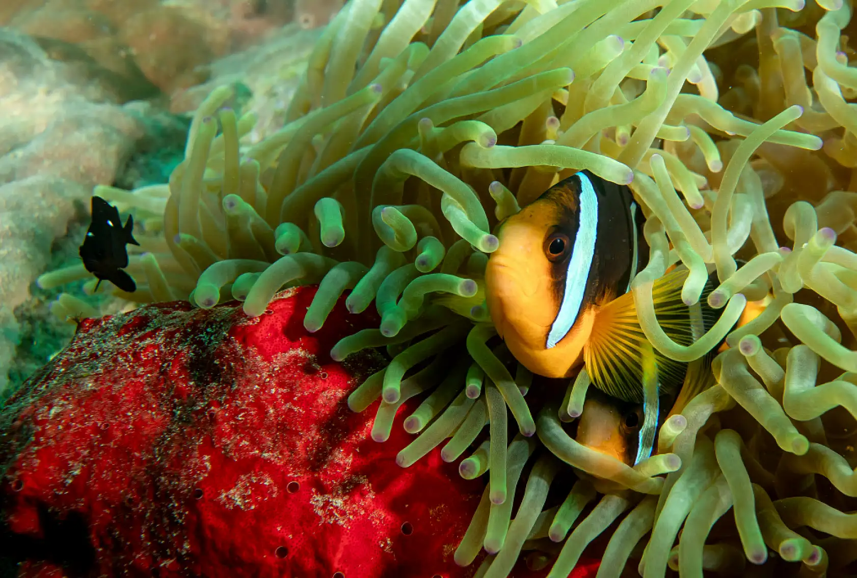 Mercan bahçeleri görsel şölen sunuyor