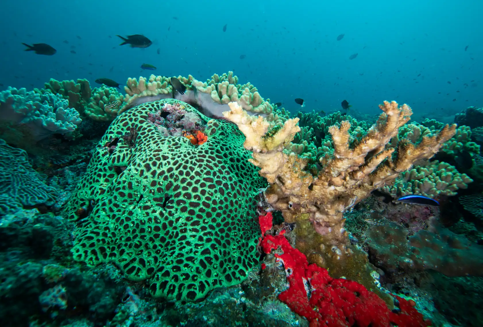 Mercan bahçeleri görsel şölen sunuyor