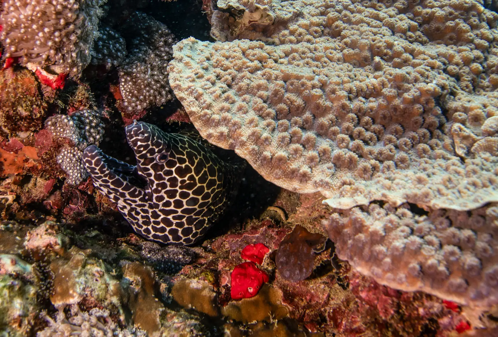Mercan bahçeleri görsel şölen sunuyor