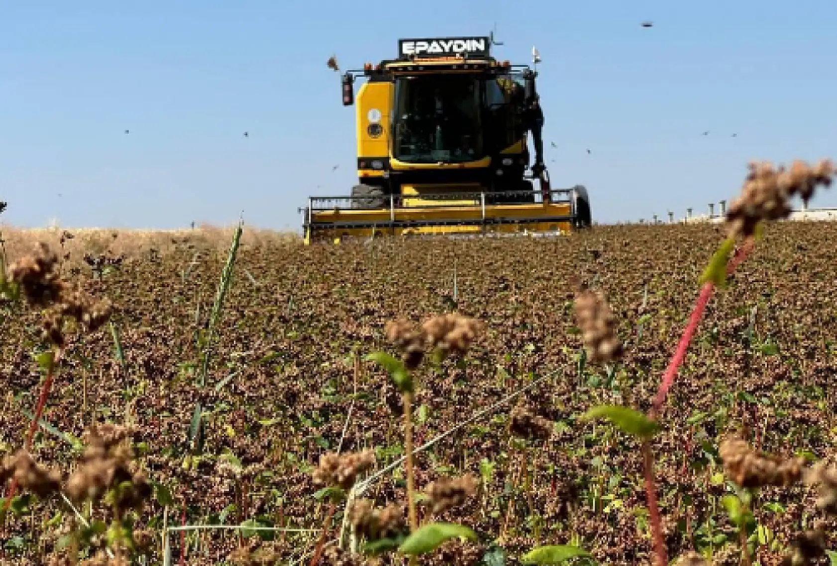 Çiftçiler müjde: Destek ödemeleri hesaplara yatırılıyor!