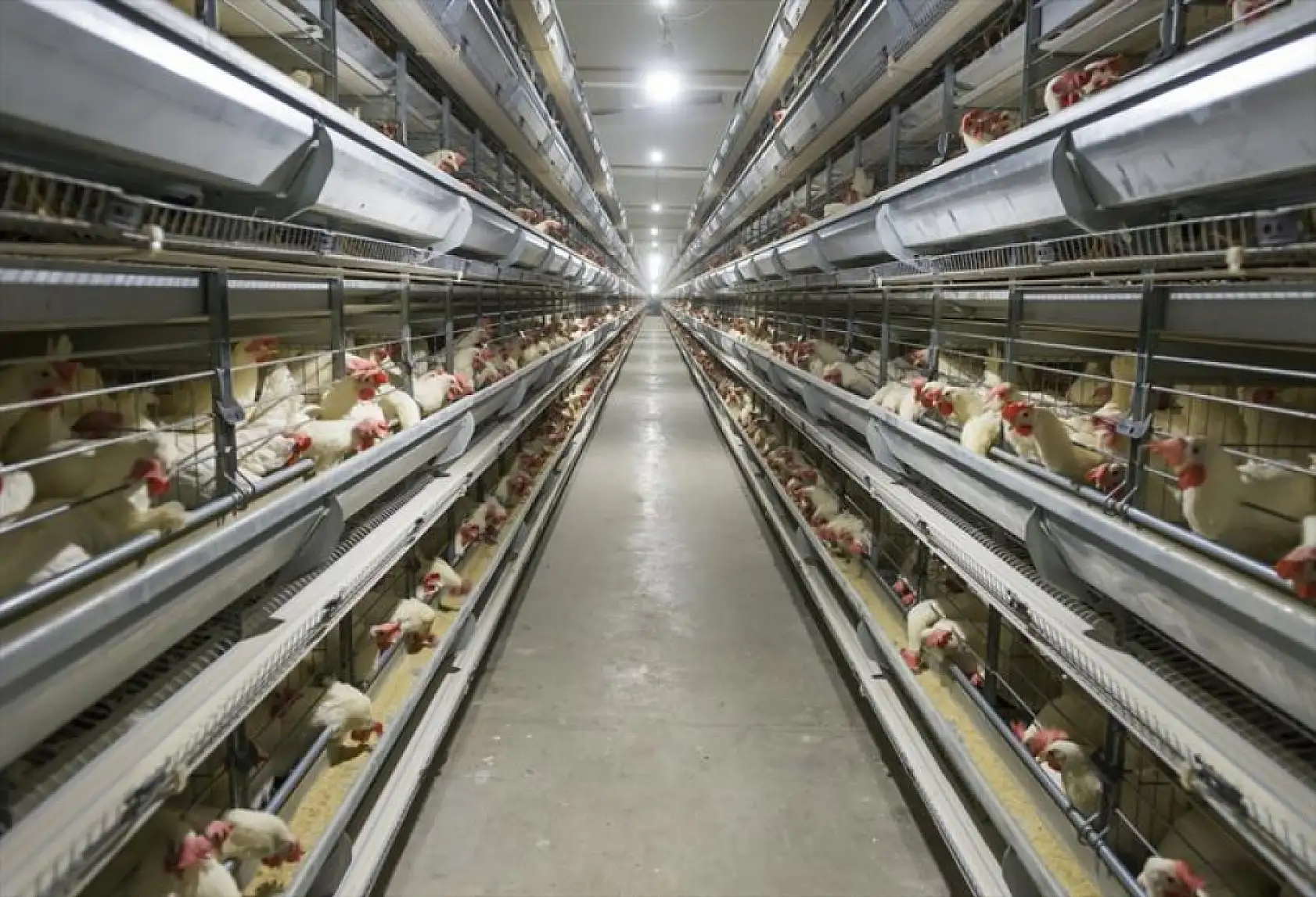 TÜİK açıkladı: Tavuk yumurtası üretimi  azaldı