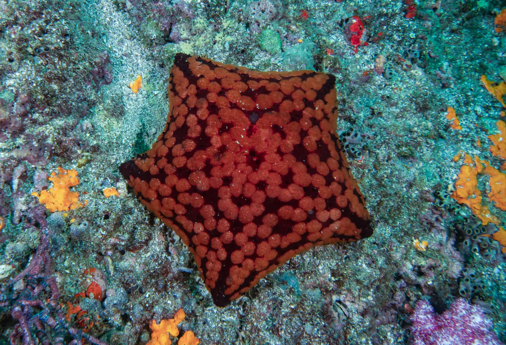 Mercan bahçeleri görsel şölen sunuyor