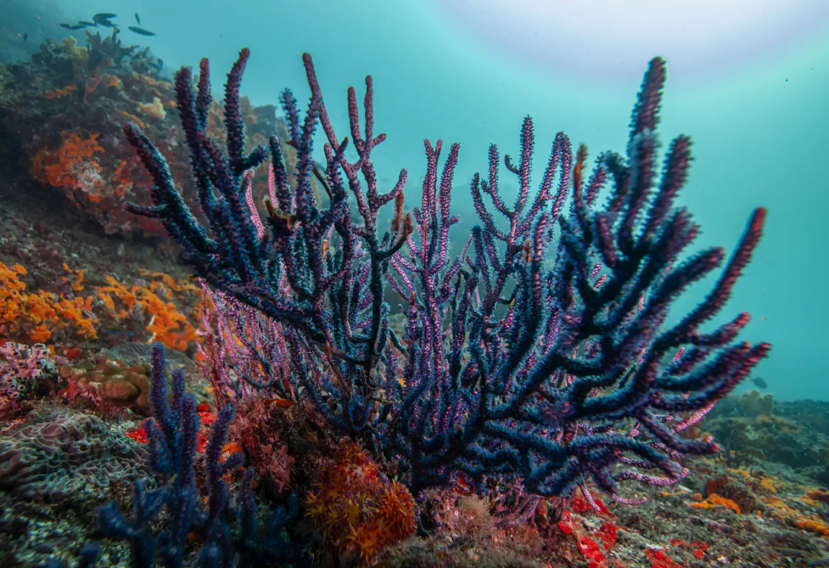 Mercan bahçeleri görsel şölen sunuyor