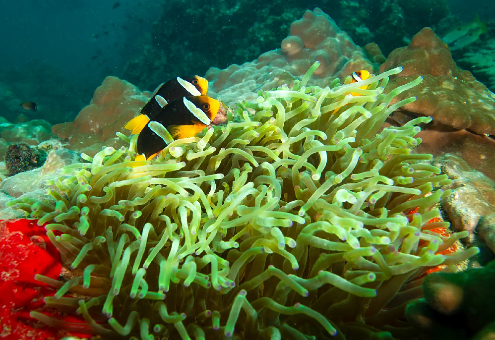 Mercan bahçeleri görsel şölen sunuyor